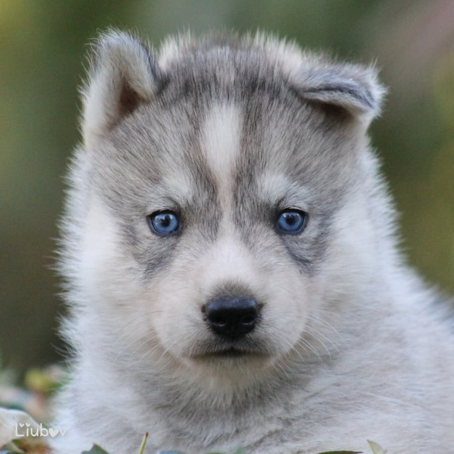 LIUBOV'S BALTO - Siberian Husky