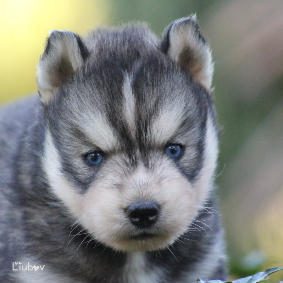 LIUBOV'S BANUKI - Siberian Husky
