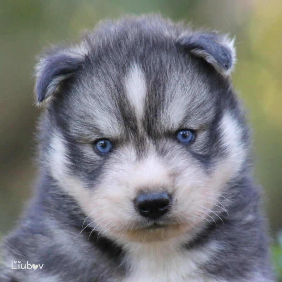 LIUBOV'S BUMIUK - Siberian Husky