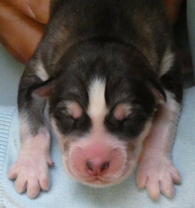 LIUBOV'S BALTORO - Siberian Husky