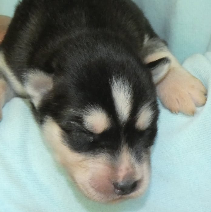 Siberian Husky - Liubov's