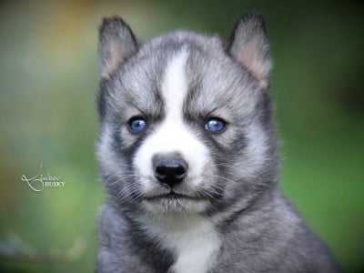 Les chiots de Siberian Husky