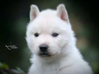 Les chiots de Siberian Husky