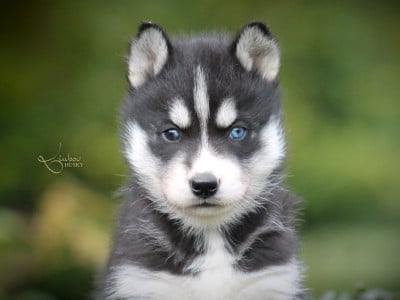 Les chiots de Siberian Husky