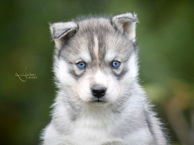 Les chiots de Siberian Husky