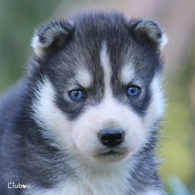 Les chiots de Siberian Husky