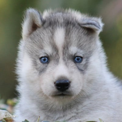 Les chiots de Siberian Husky
