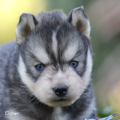 Les chiots de Siberian Husky