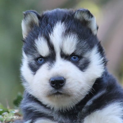 Les chiots de Siberian Husky