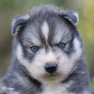 Les chiots de Siberian Husky