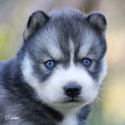 Les chiots de Siberian Husky