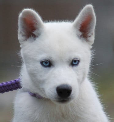 Liubov's Blanc Loup - Siberian Husky