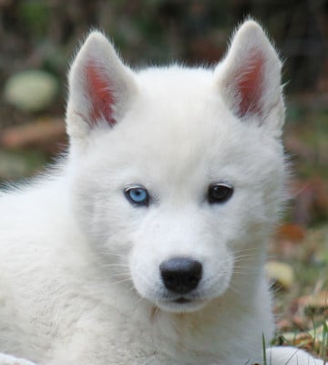 Les chiots de Siberian Husky