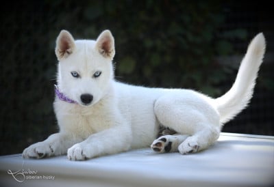 Les chiots de Siberian Husky