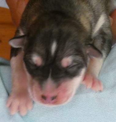 LIUBOV'S BHAÏA - Siberian Husky
