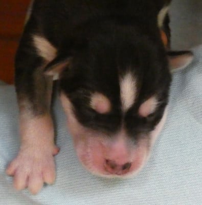 Siberian Husky