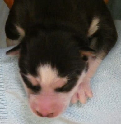 LIUBOV'S BRYOONE - Siberian Husky