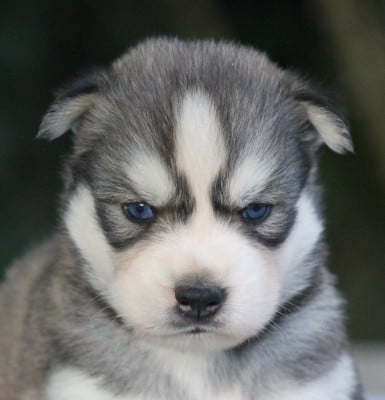Les chiots de Siberian Husky
