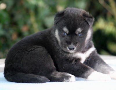 Les chiots de Siberian Husky