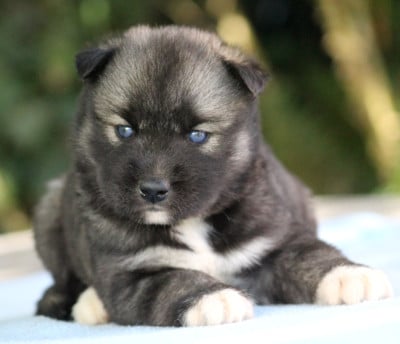 Les chiots de Siberian Husky