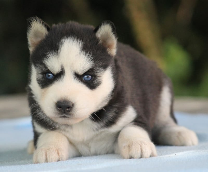 Siberian Husky - Liubov's