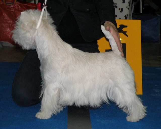 CH. Westibery's French cancan - 1 exc. CAC CACIB Meilleure Femelle