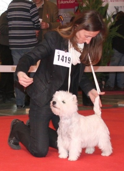 CH. Westibery's French cancan - 1exc - Meilleur Jeune - BOB