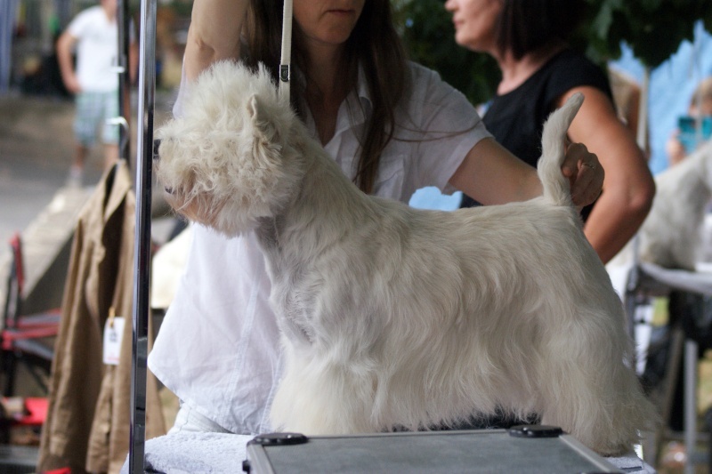 CH. Westibery's French cancan - 1 exc. RCAC RCACIB