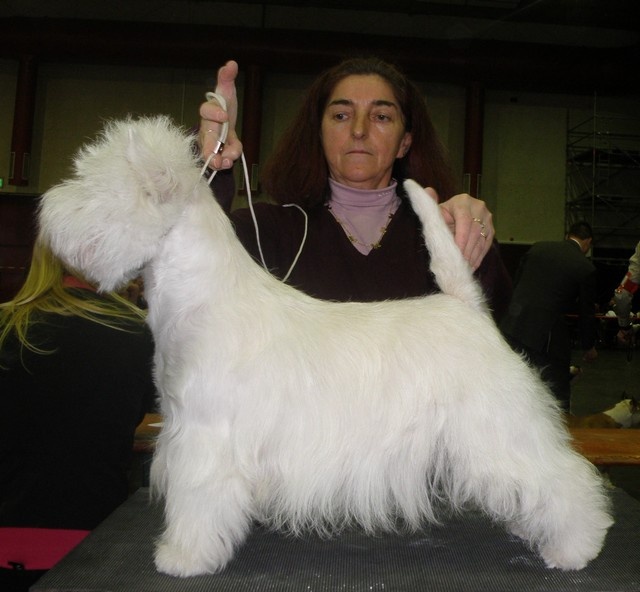 CH. Westibery's French cancan - RCAC