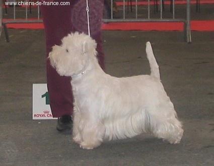 CH. Westibery's Unruly boy - CACIB - BOB - 3BOG