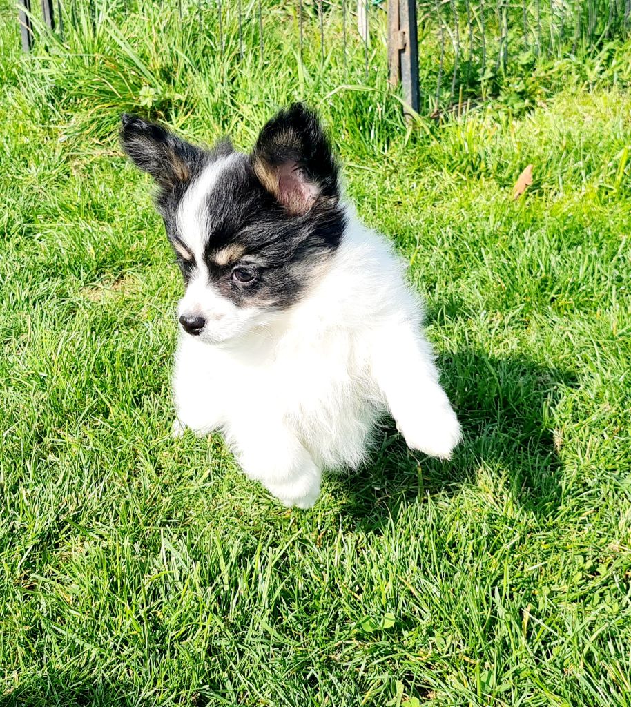 Alfie De la castelviroise