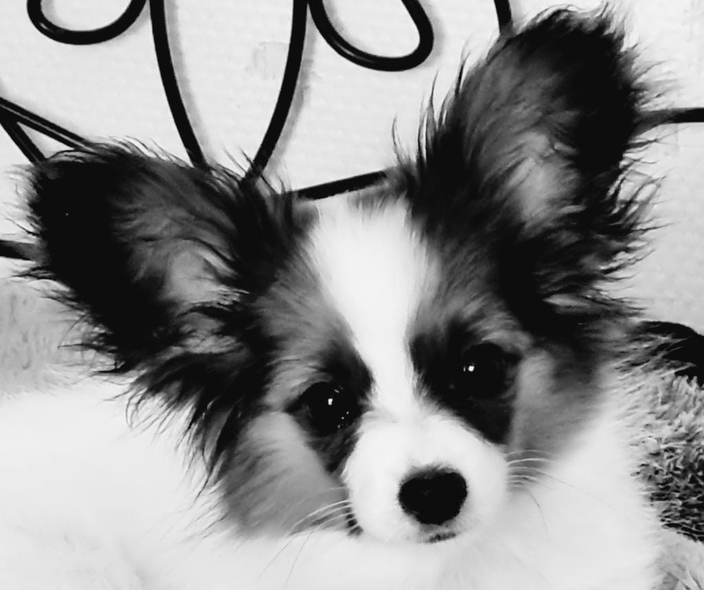 Abelia Du Domaine De Hunaudaye