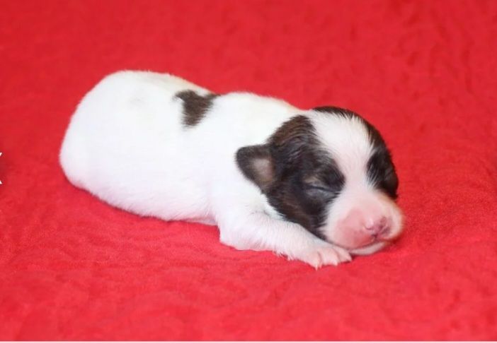 Abelia Du Domaine De Hunaudaye