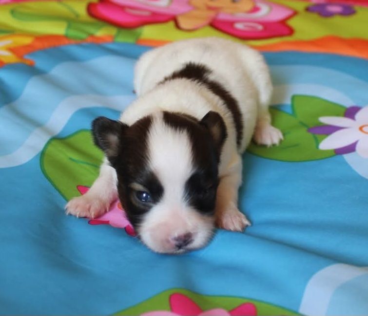 Abelia Du Domaine De Hunaudaye