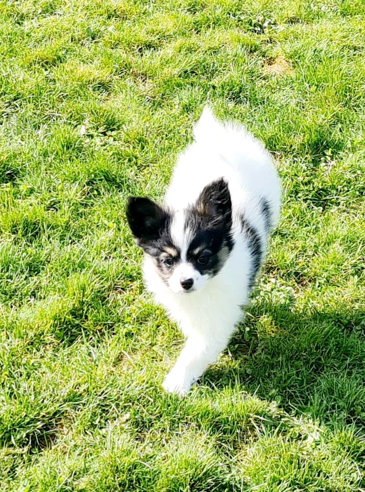 Alfie De la castelviroise