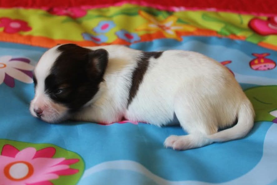 Abelia Du Domaine De Hunaudaye