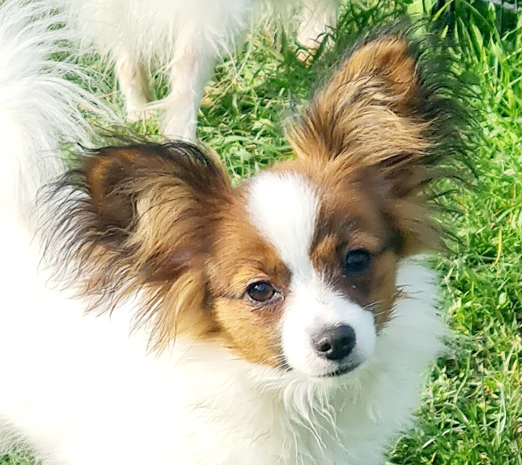 Abelia Du Domaine De Hunaudaye