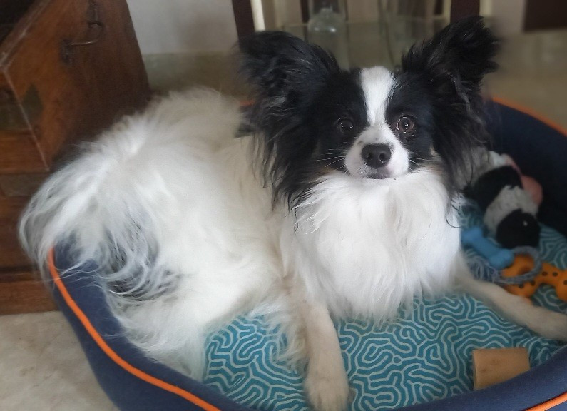 Askell De la castelviroise