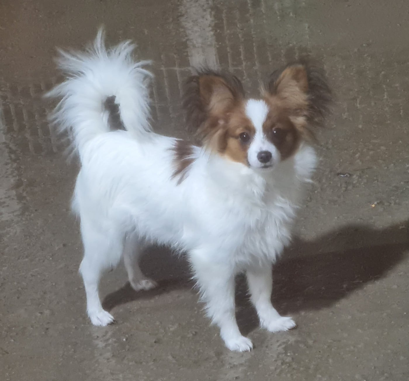 Abelia Du Domaine De Hunaudaye