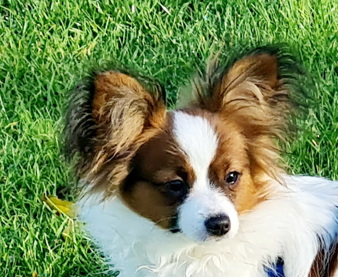 Abelia Du Domaine De Hunaudaye