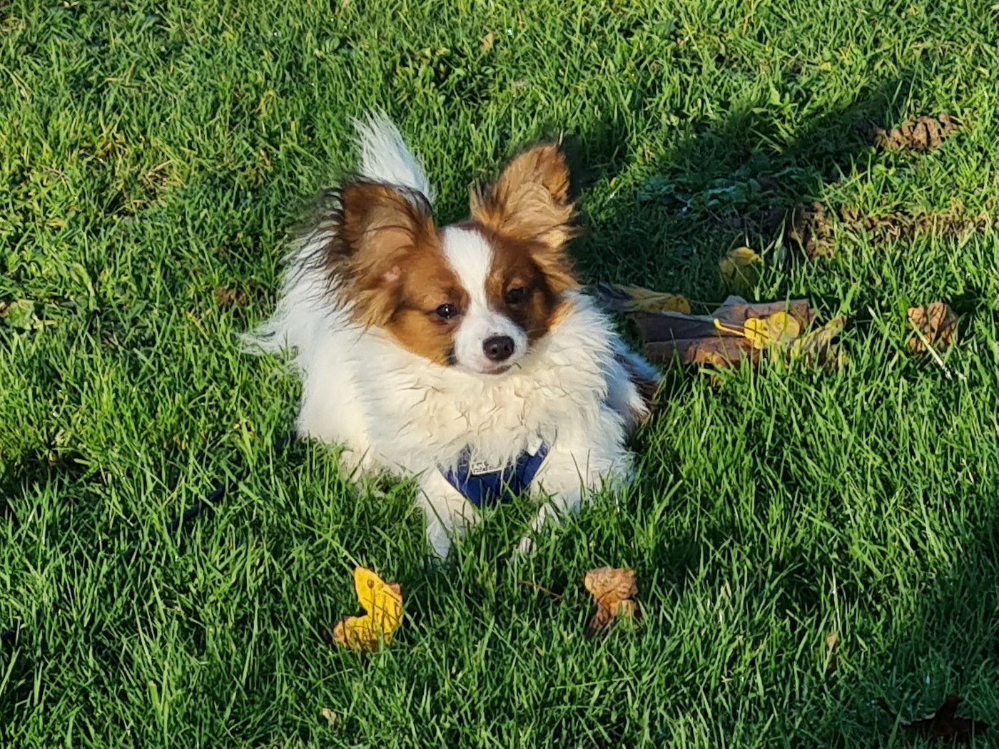 Abelia Du Domaine De Hunaudaye