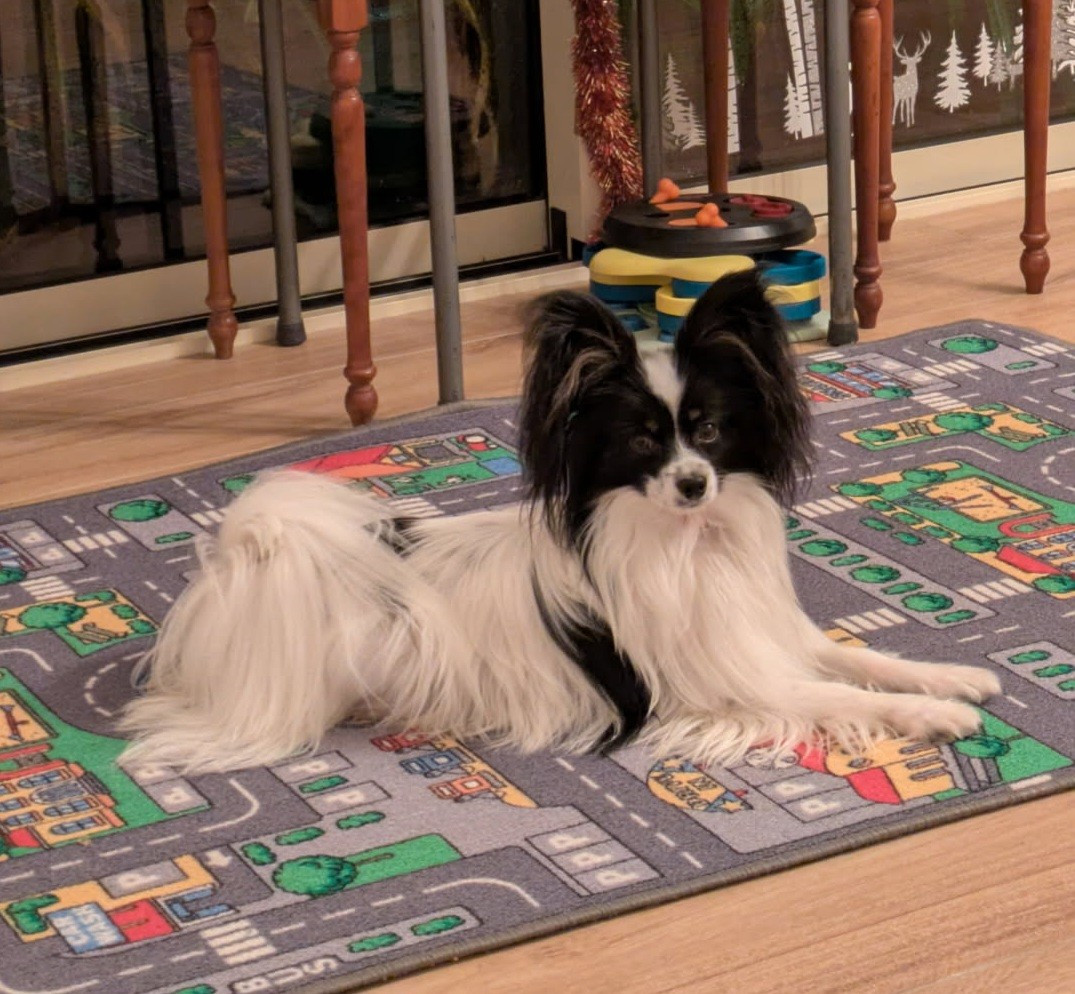 Vladi De la castelviroise