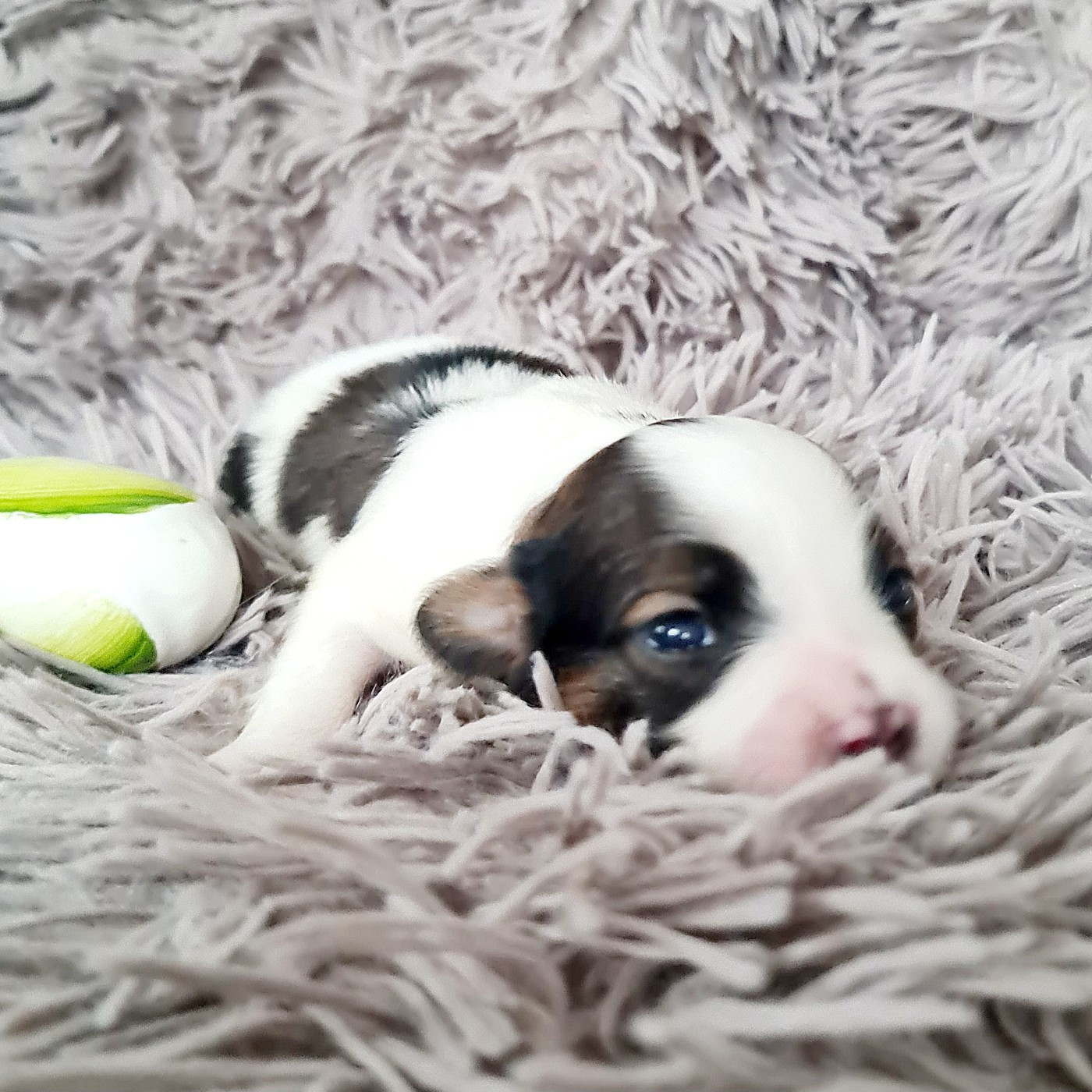 Baci De la castelviroise