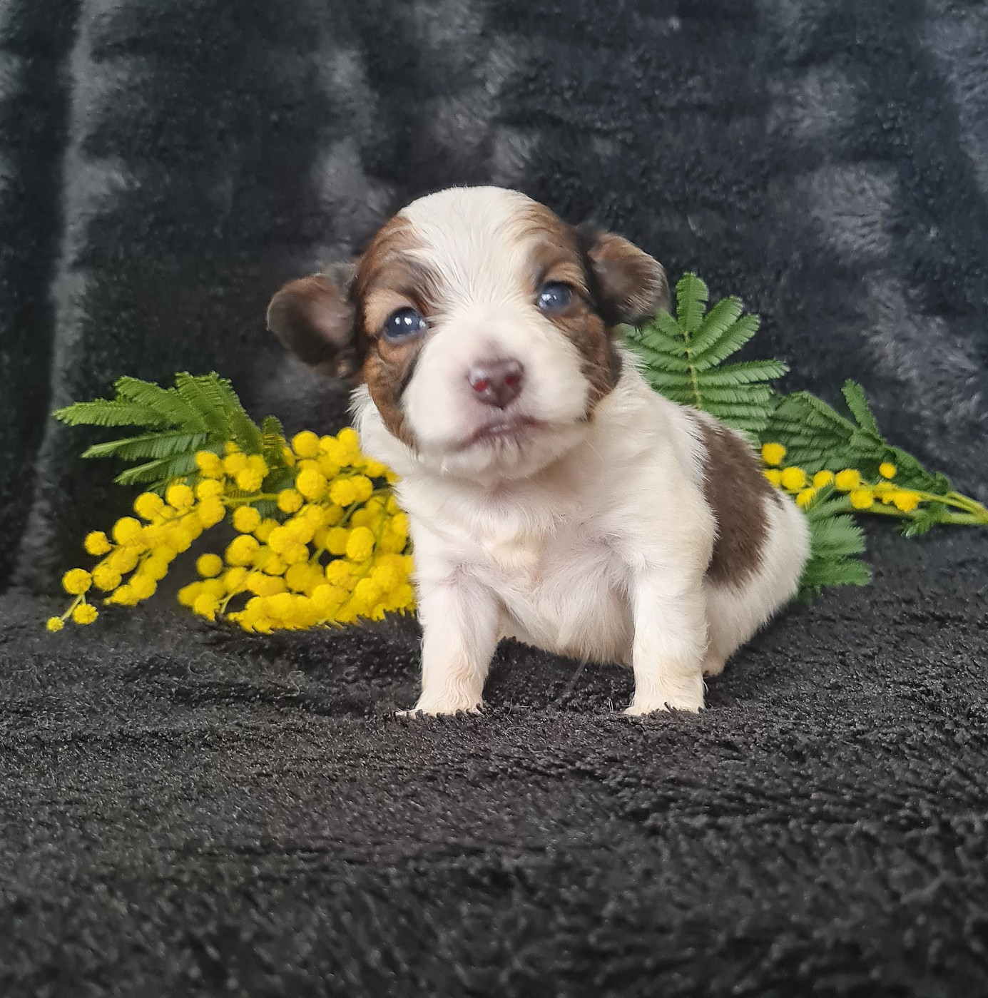 Baci De la castelviroise