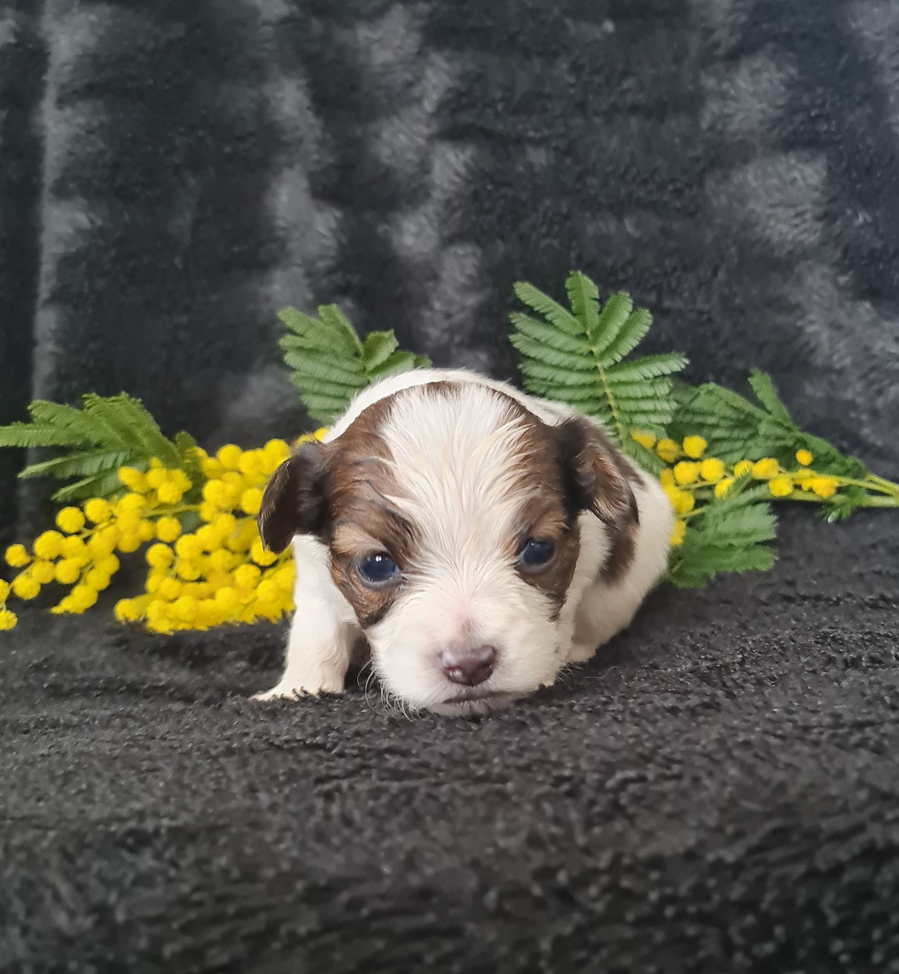 Baci De la castelviroise