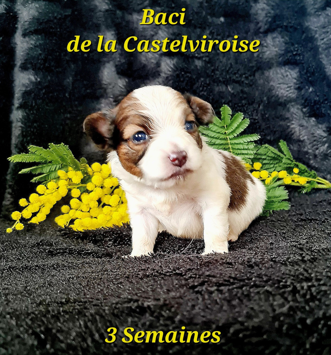 Baci De la castelviroise