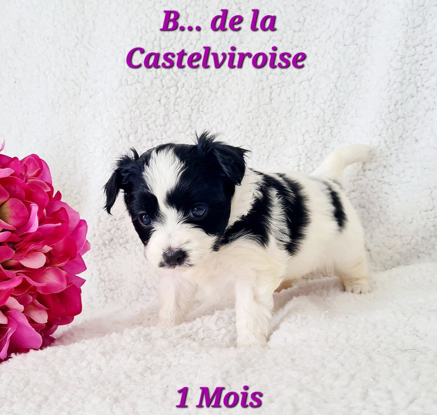 Biscotte De la castelviroise