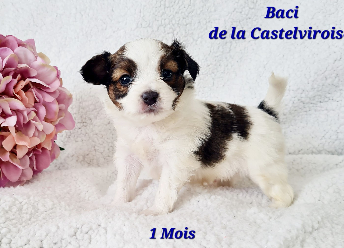 Baci De la castelviroise