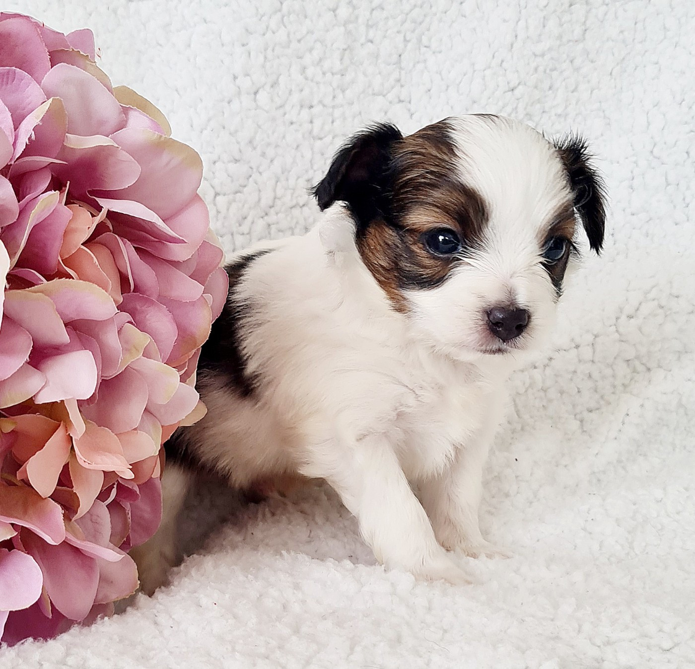 Baci De la castelviroise