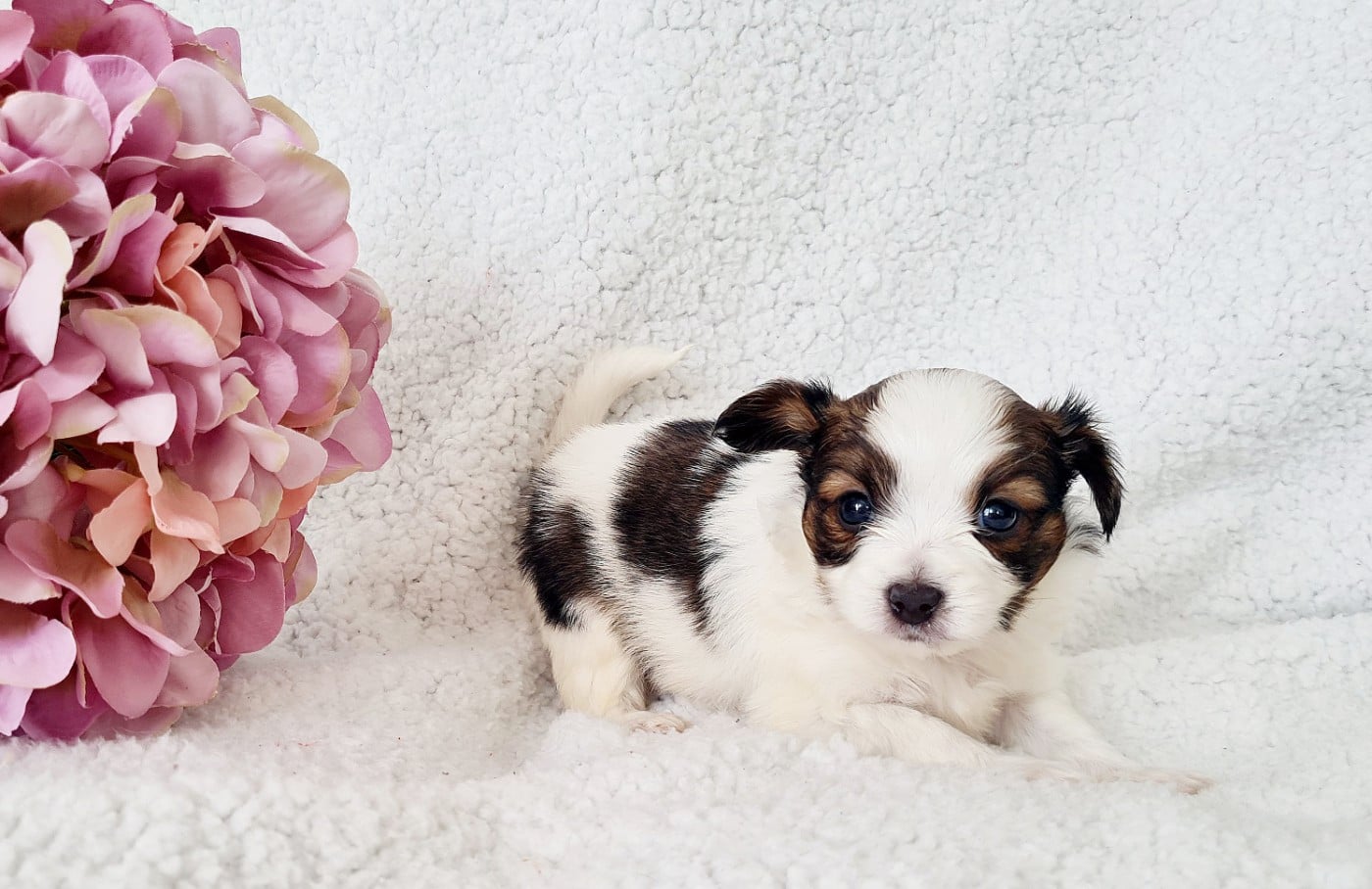 Baci De la castelviroise